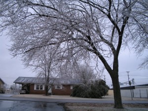 icestorm2009_0024s Low hanging branches