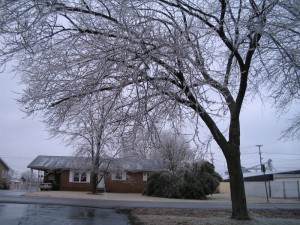 Low hanging branches