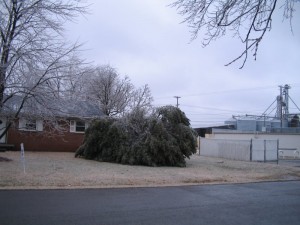 Ice covered bush