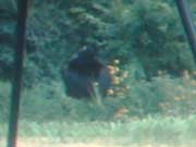 Fairdale Bigfoot