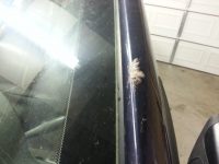 bird hit on windshield