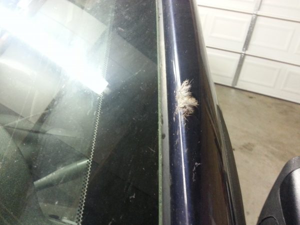 bird hit on windshield