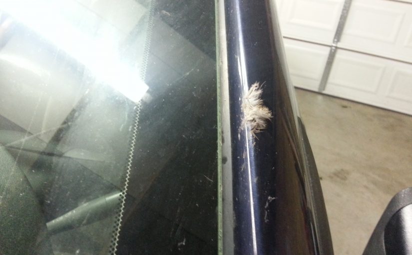 bird hit on windshield