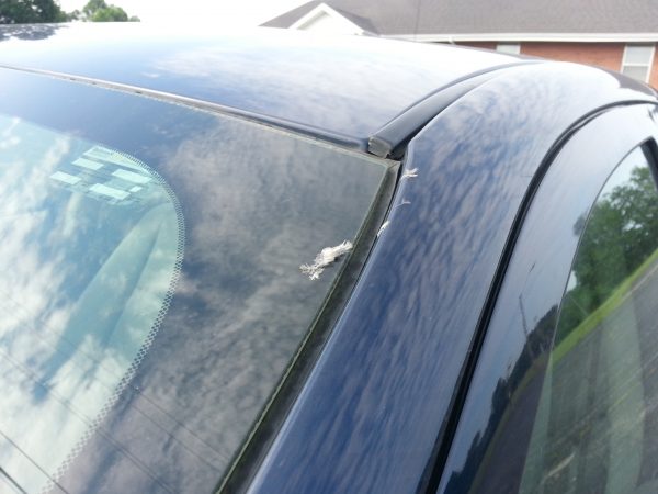 bird hits windshield second time